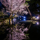兼六園の桜