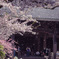 桜、散る頃