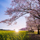 夜桜