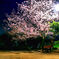 夜明け前の桜