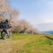 福岡県桑野の桜道