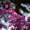 映える花