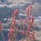 桜をバックに