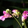 山の花