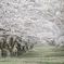群馬県・赤城南面千本桜