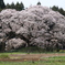 歴史を生きた　(吉高の大桜)