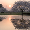 夕日と桜