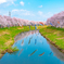 のんびりと鯉とたわむれる満開の桜