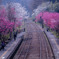 花満開の神戸駅