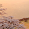 桜見のベンチ