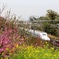 春爛漫 (Spring in full bloom) 