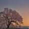 暁の一本桜