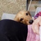 犬