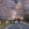 奈良　スポーツ公園の桜