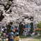 お花見風景