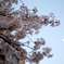 桜ごしの月
