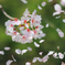 しず心なく花の散るらむ