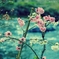 川面に咲く♡桜