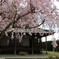 今年最後の桜②