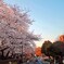 桜満開