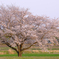 大きな桜の樹の下で