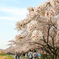 福生市ふっさ桜まつり