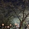 夜桜