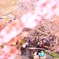 桜色近江八幡