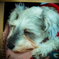 my pretty dog # 110