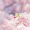 蕾のままで