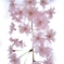 淡く儚い恋心