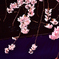 桜札★