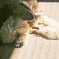 日向ぼっこする犬
