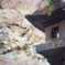 川越ー桜ノ終ー