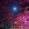 六本木　夜桜