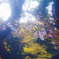 芝公園　桜