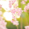 春の始まり桜のヲワリ