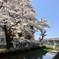 川沿いの桜