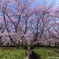  桜坂