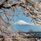 桜と富士山