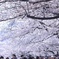 浅草