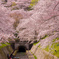 琵琶湖疏水の桜