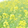 菜の花いっぱい