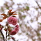 20180402　fukuoka  八重桜
