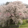 又兵衛桜