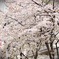桜・街