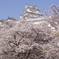桜に浮かぶ　Ⅲ