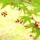 もみじ花