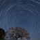 夜桜星景