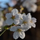 桜2